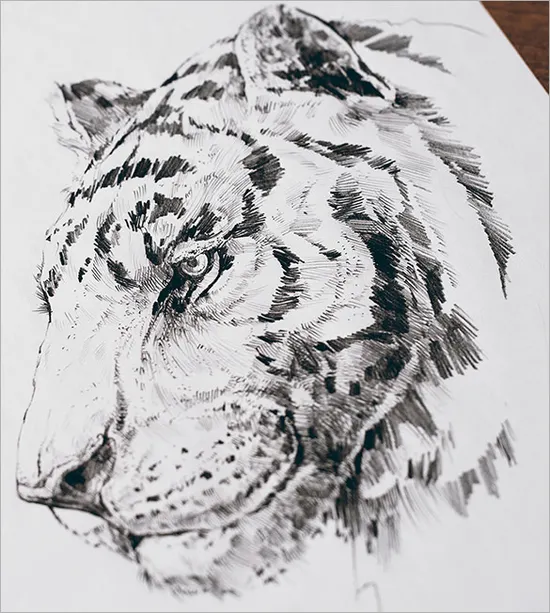 tiger's head